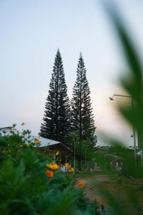 Thông Vi Vu Glamping